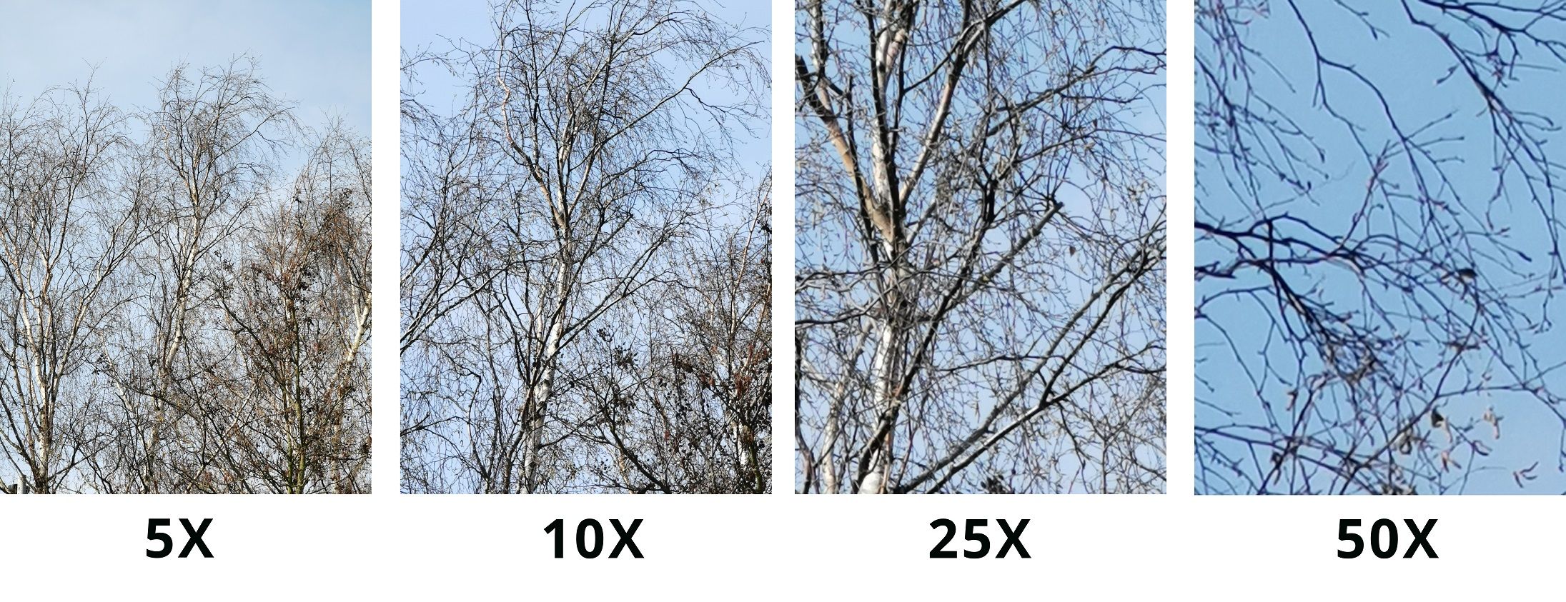 Highres Huawei P30 Pro Zoom Trees 1554126983