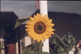 Sunflower Showing Crop Area