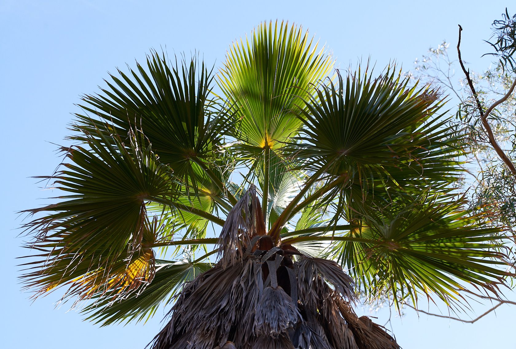 Palm tree viewed from a low angle