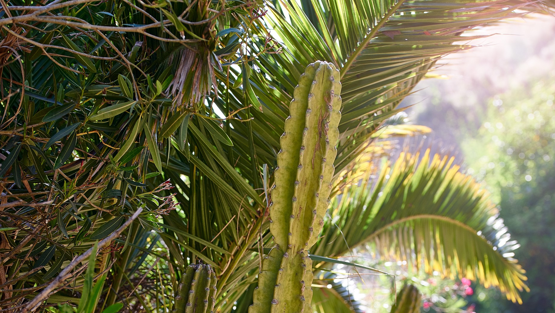 How to Add a NaturalLooking Lens Flare in • Giggster Guide