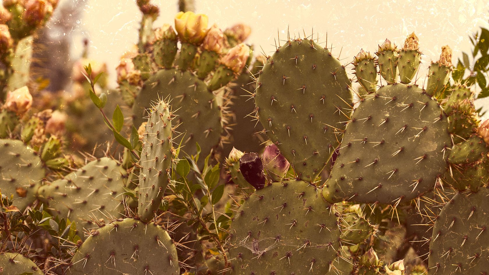 Another Vintage-looking photo, of cacti this time