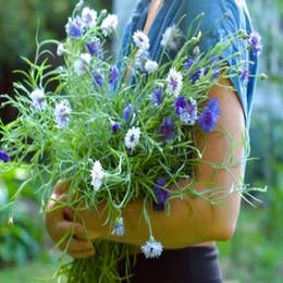 Large Bouquet of Seasonal Flowers From The Garden