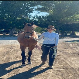 Horse (with wrangler)