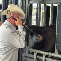 Cattle Branding Experience