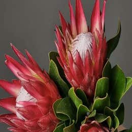 Floral Styling - The Bloom Social