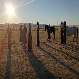 Horses for film and shoots