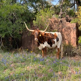 Longhorn Wrangler