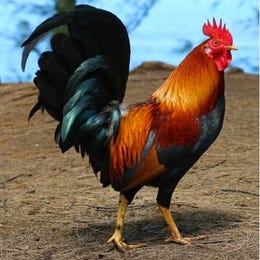 Pets Roosters
