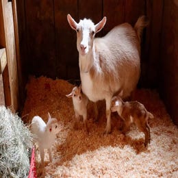 Goats and Babies