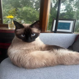 Cat actor for hire!
