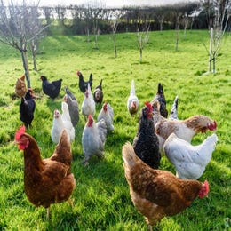 Chickens Available For Filming