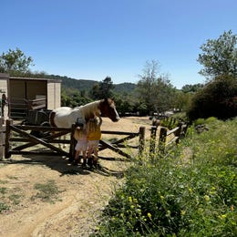 Horses on set