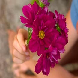Mini Bouquet of Seasonal Flowers From the Garden