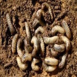 Bushcraft for Adults, Bush Tucker Trials