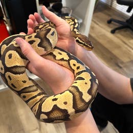 Python