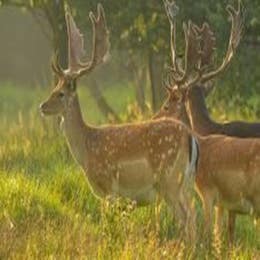Wild Walks at Penhein