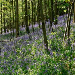 Forest Bathing at Penhein