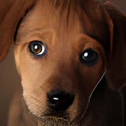 Pet add-on fee