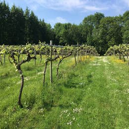 Vineyard tour and tasting