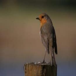 Birdsong Safaris at Penhein