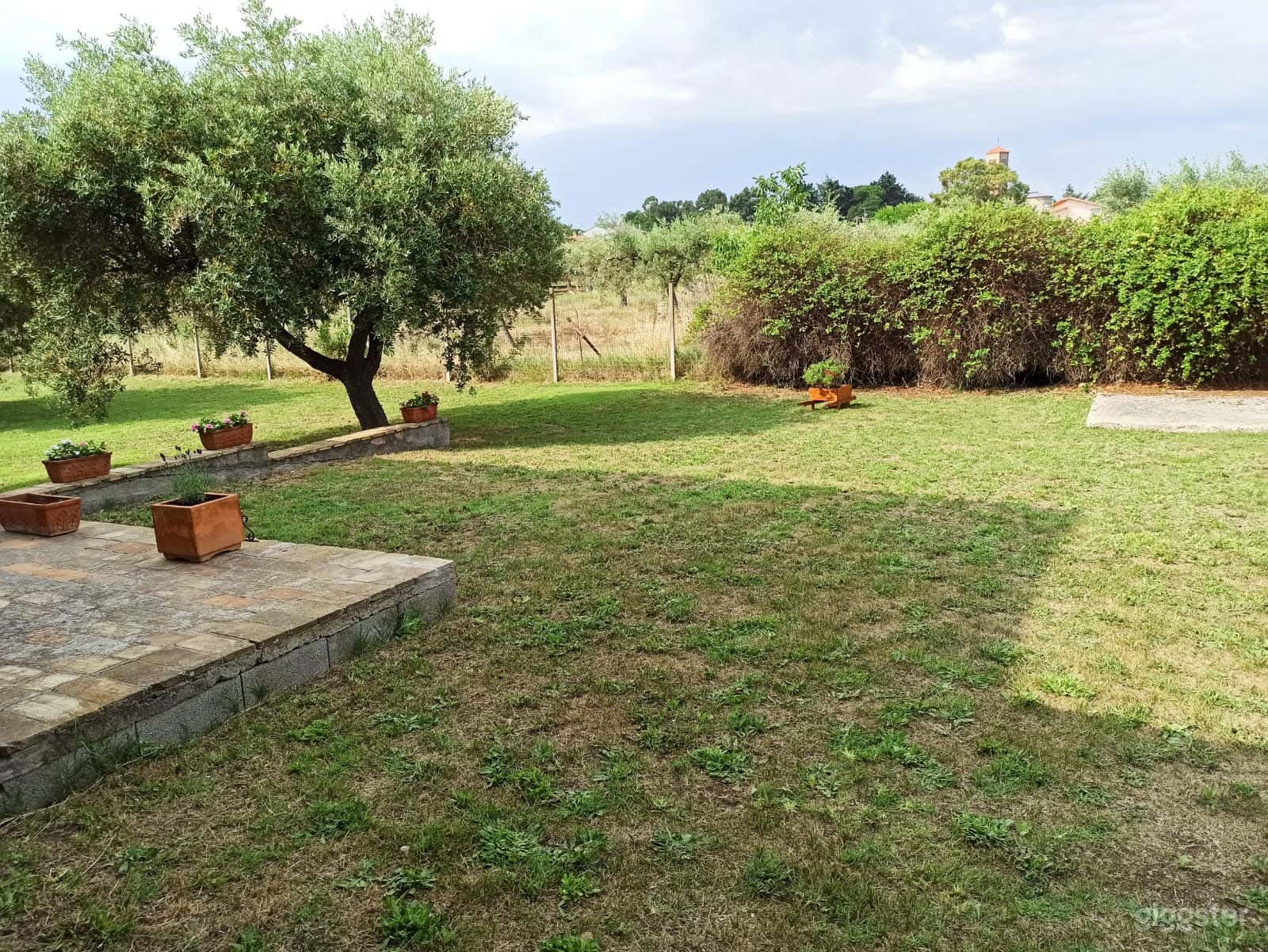 Foto di Magnifico giardino mediterraneo con alberi d'ulivo 3