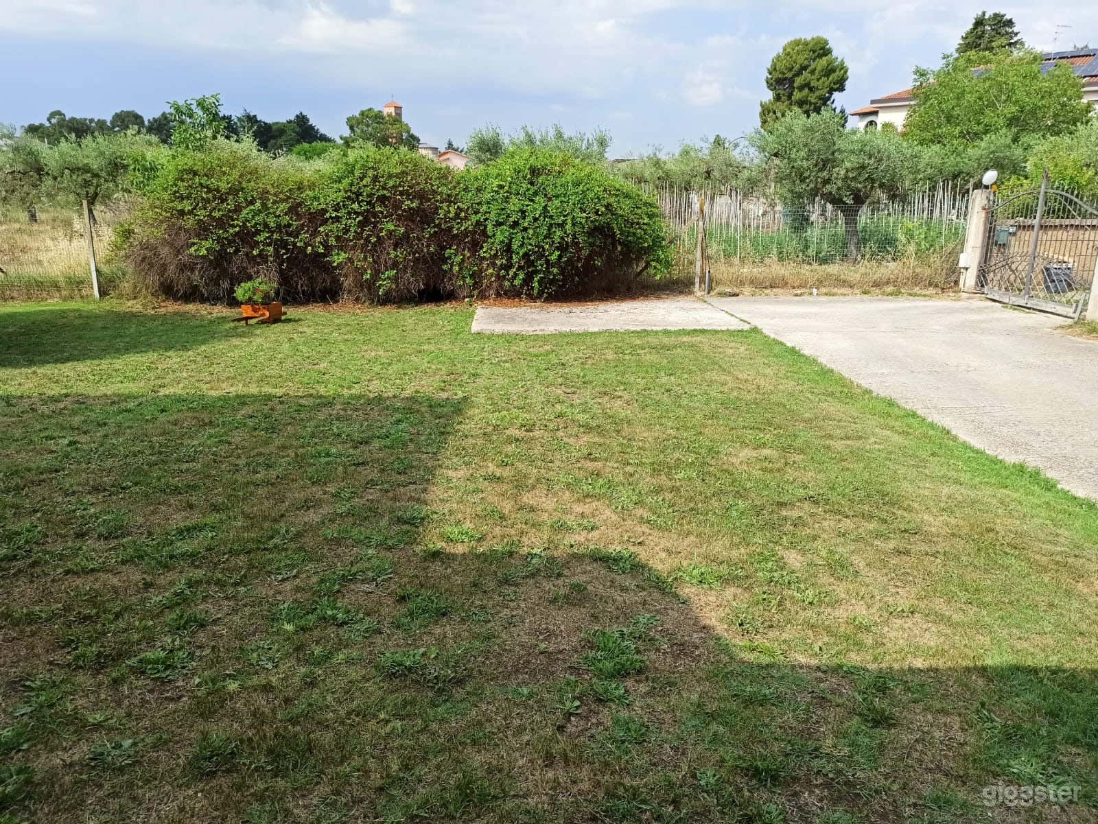 Foto di Magnifico giardino mediterraneo con alberi d'ulivo 2