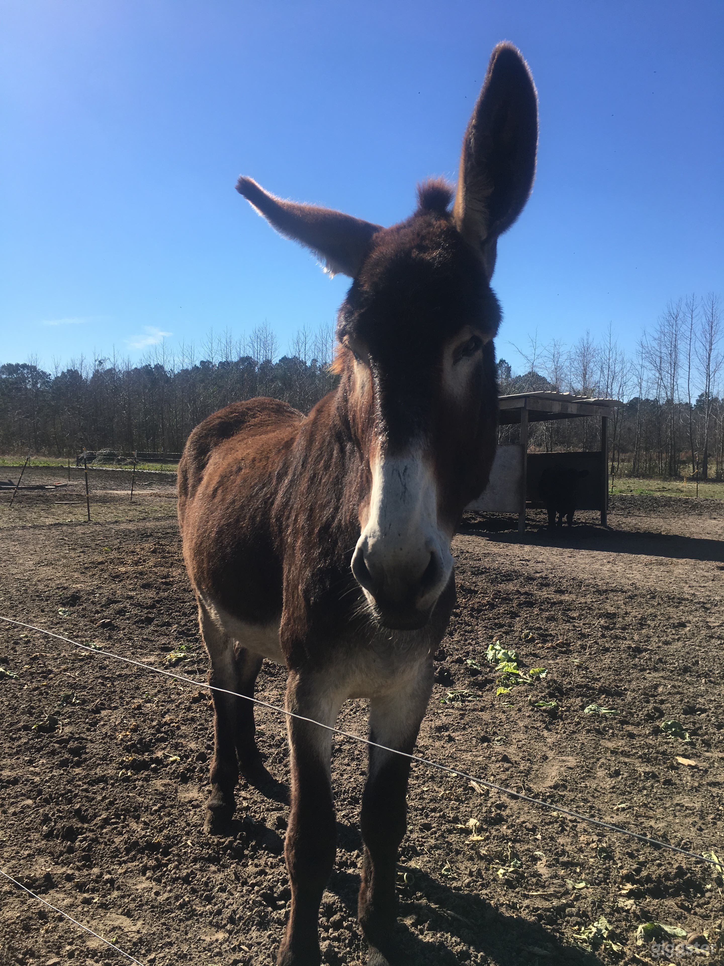 Meet Big John - a Mammoth Registry donkey... as big as a horse, gentle and friendly! Also on the farm are rabbits, chickens, ducks, sheep, goats and pigs!