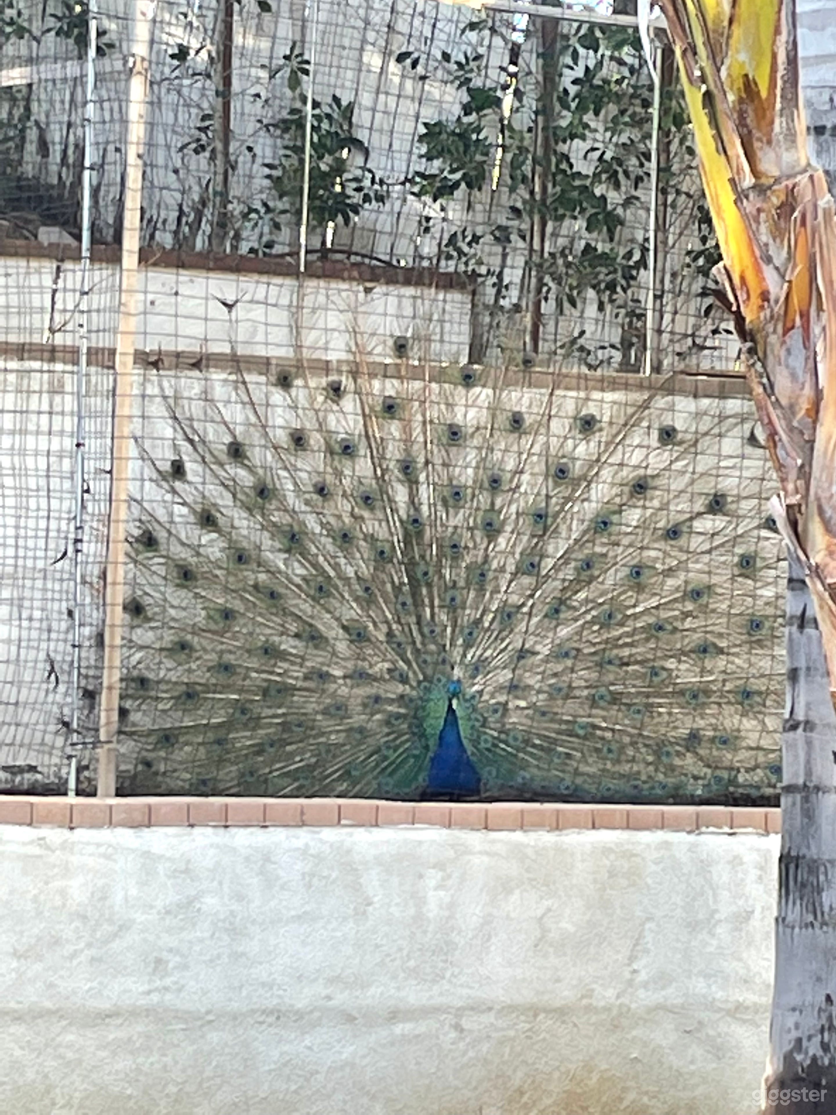 Spacious romantic oasis with peacocks  Photo 3