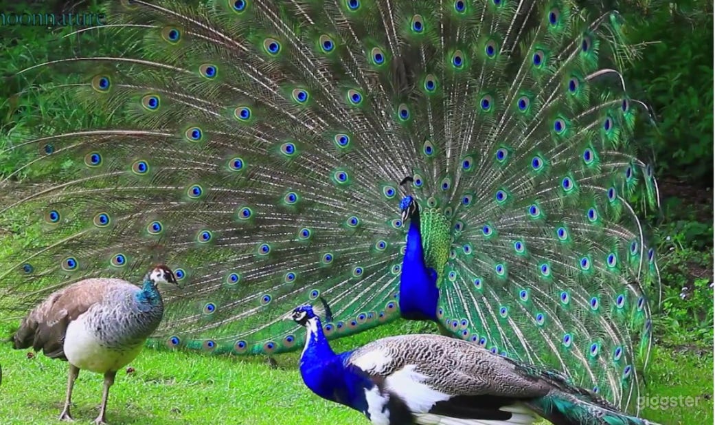 Spacious romantic oasis with peacocks  Photo 1