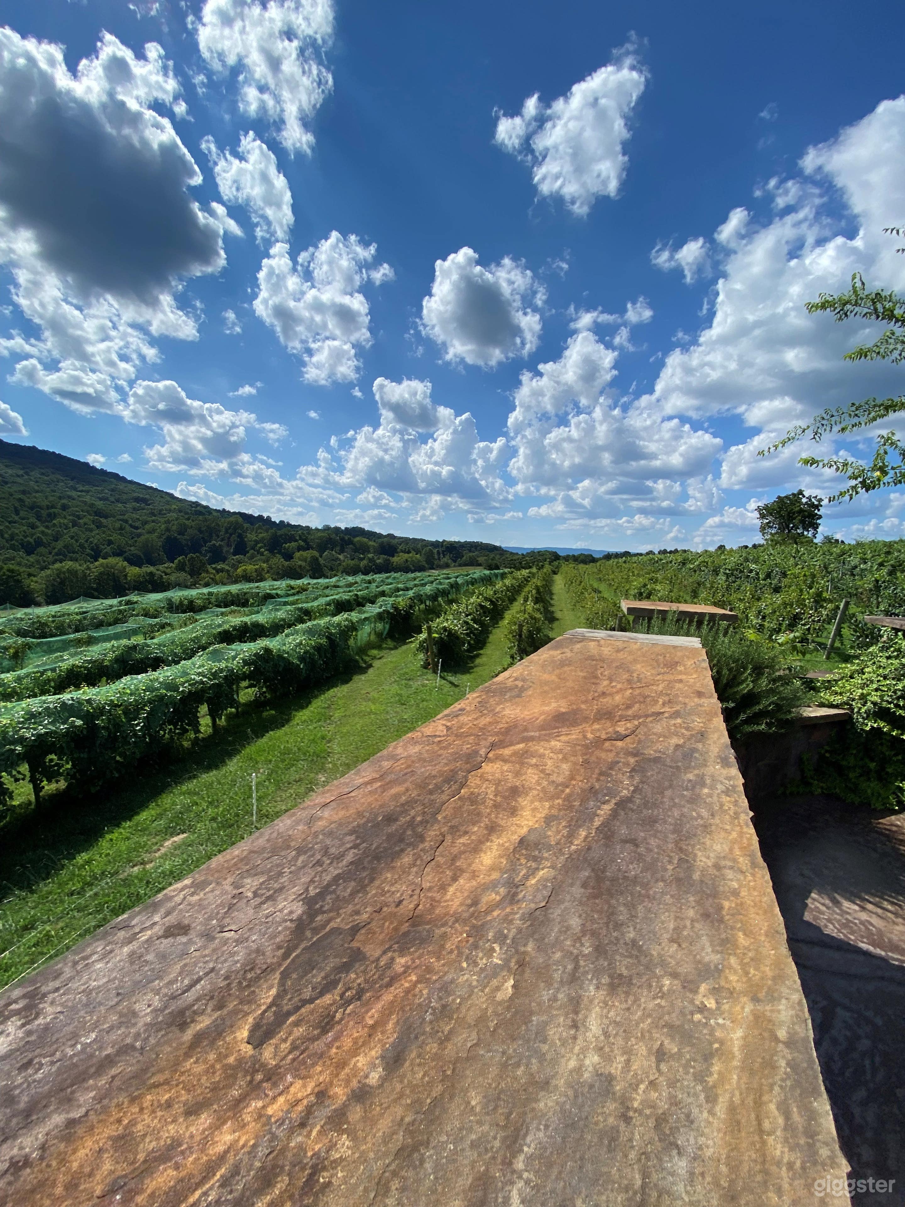 Patio view overlooking the vineyard
