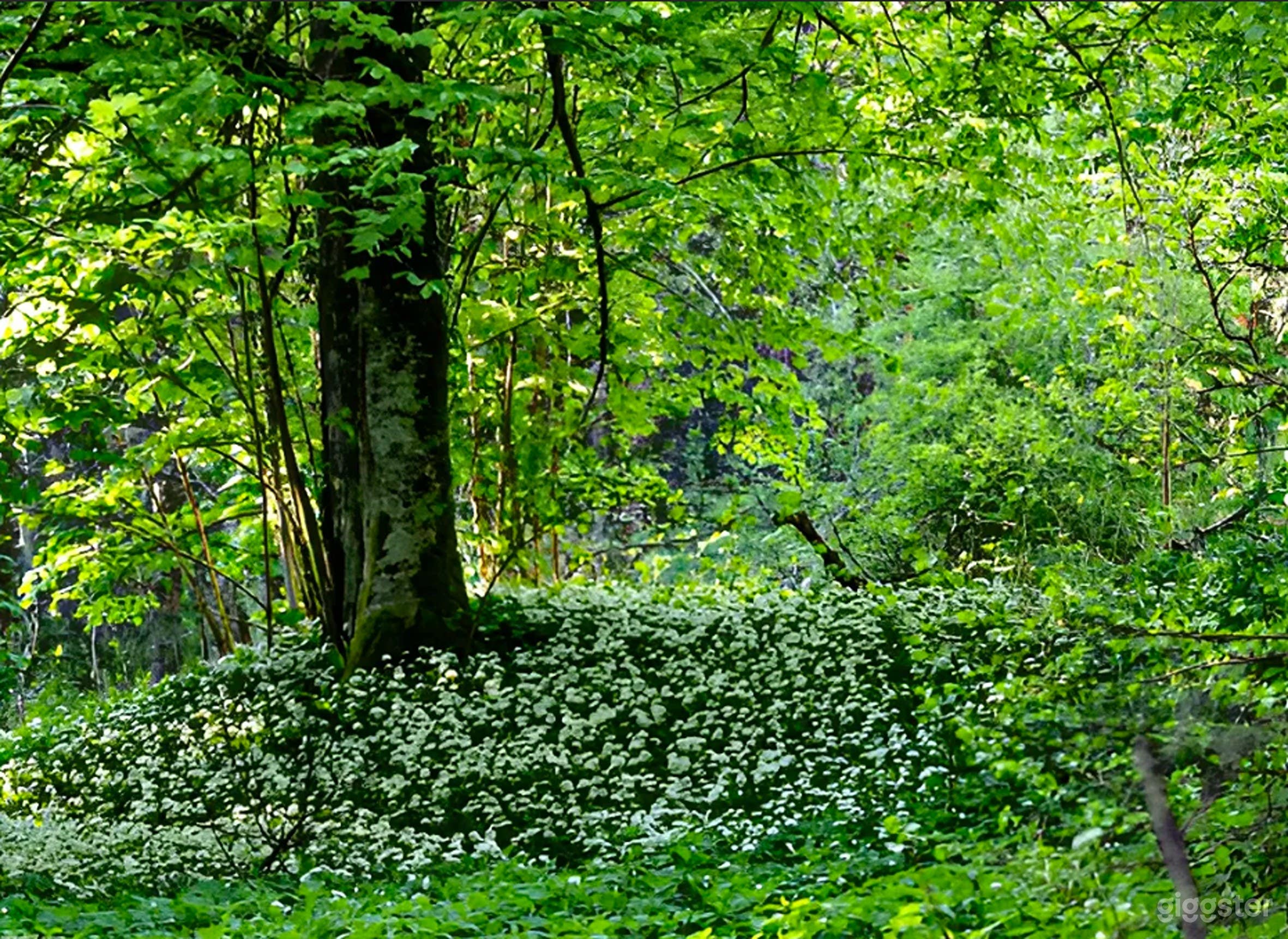 Photo de Domaine Enchanteur de la Forêt Entourant le Château 4