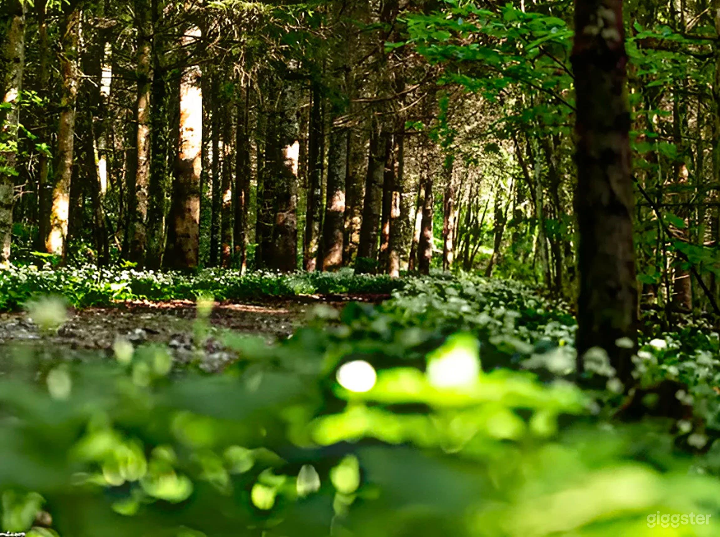 Photo de Domaine Enchanteur de la Forêt Entourant le Château 3