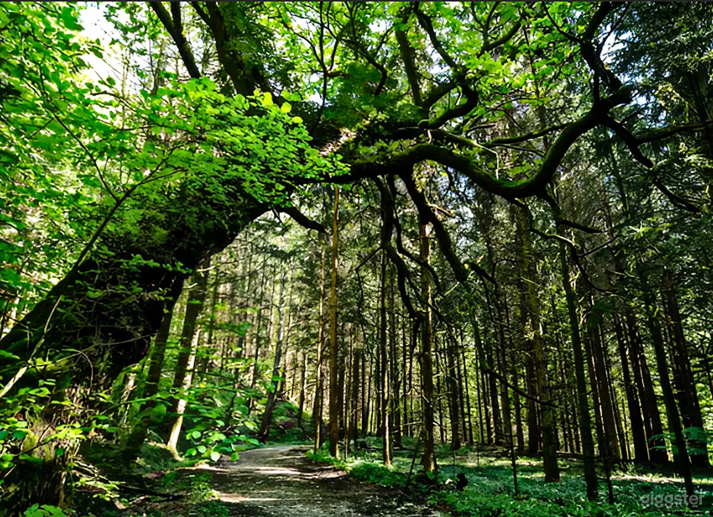 Photo de Domaine Enchanteur de la Forêt Entourant le Château 1