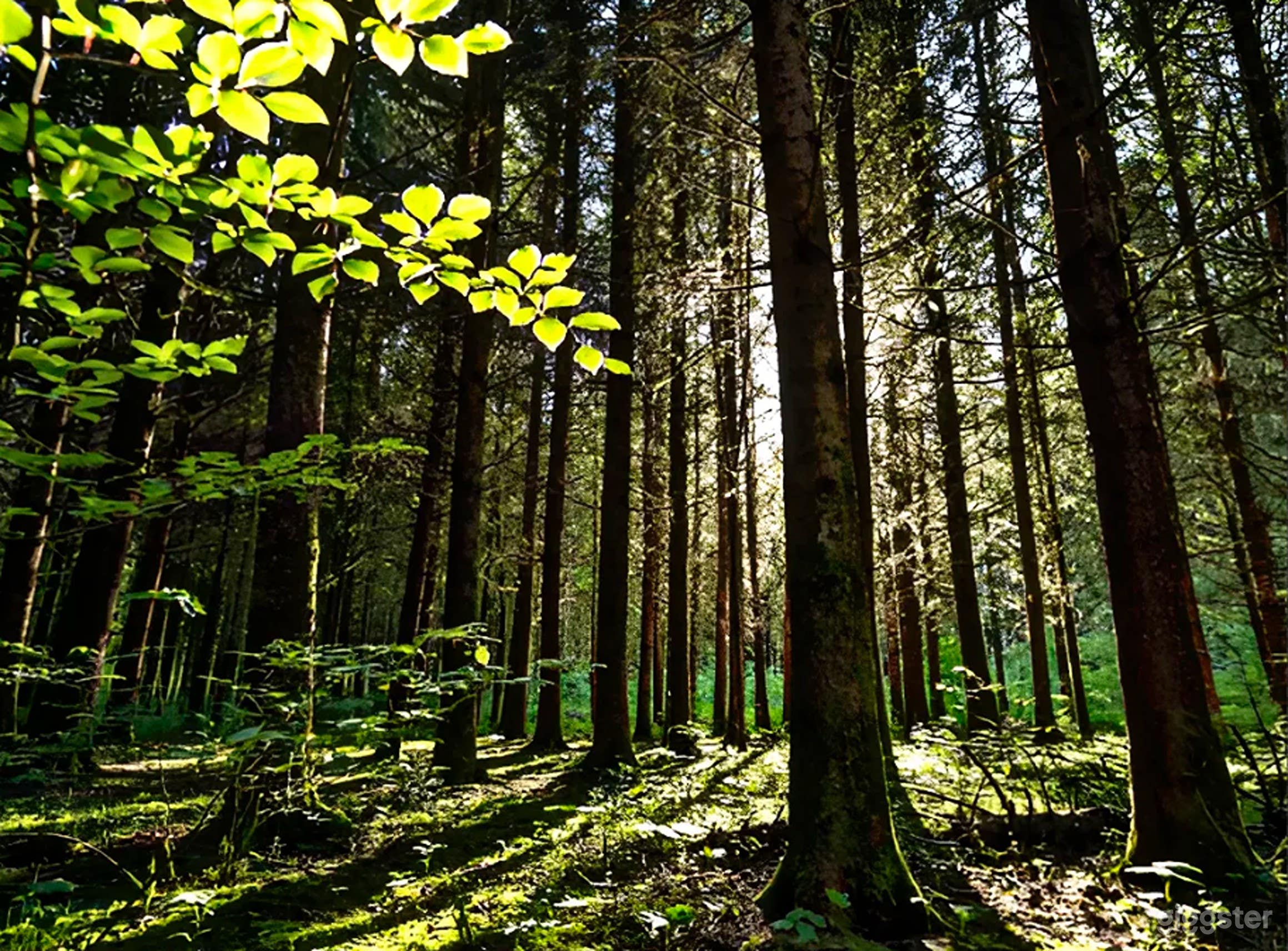 Photo de Domaine Enchanteur de la Forêt Entourant le Château 2