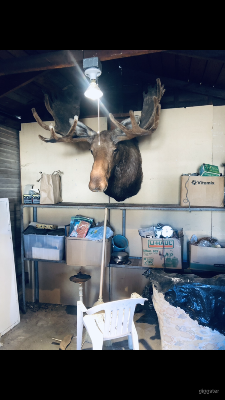 1940 Garage Man Cave Workshop w Real Moose Head Photo 4