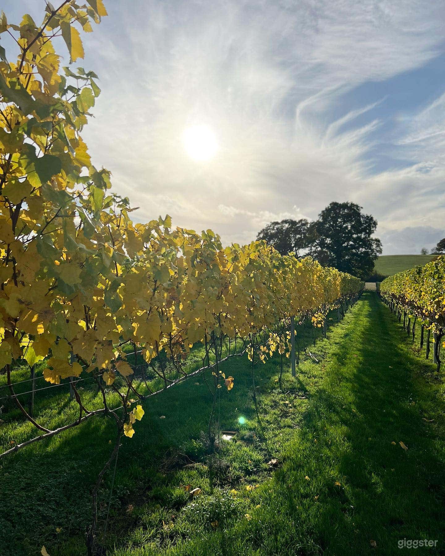 4 Acre Stag Oak Vineyard Photo 2