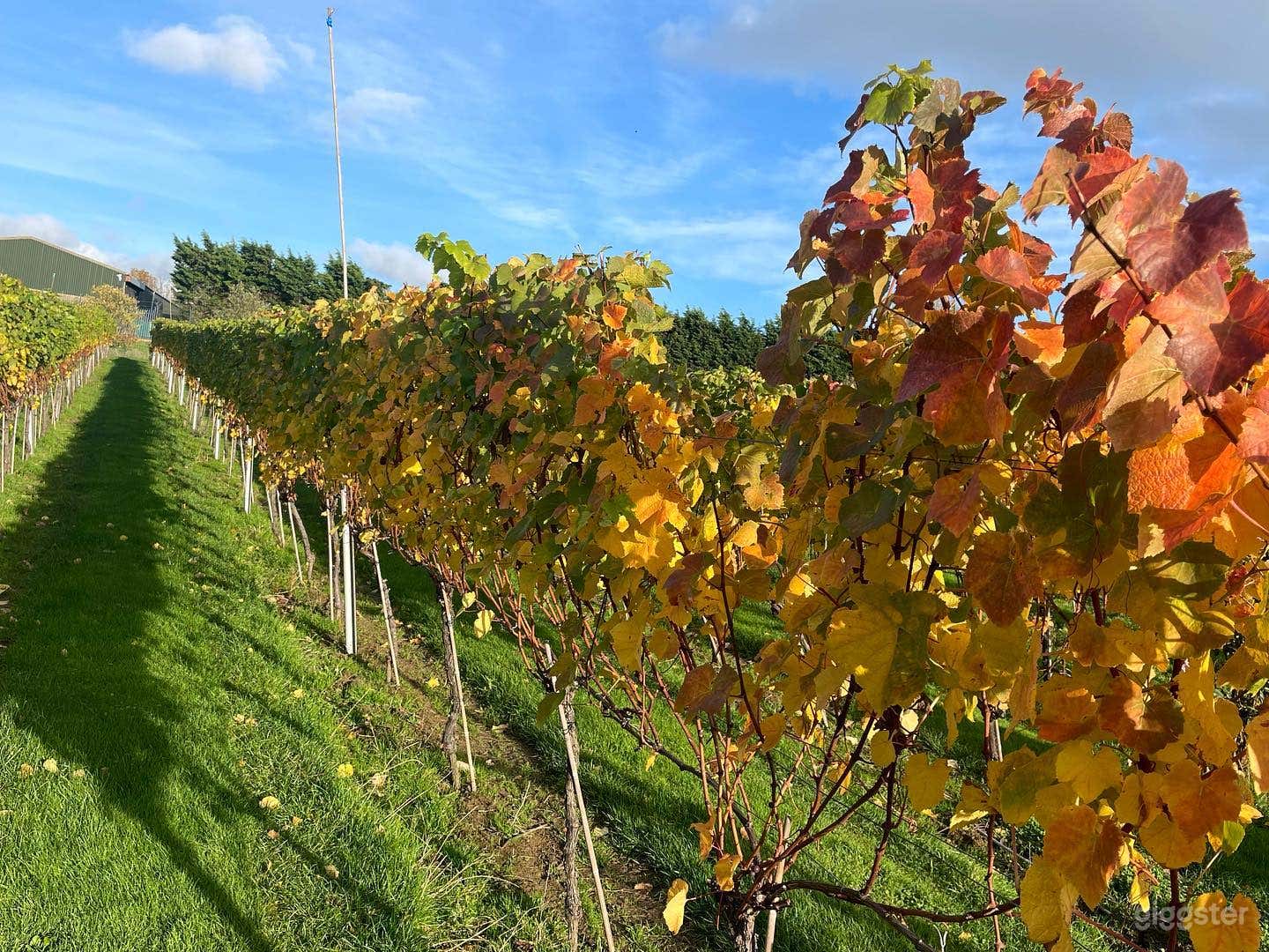 4 Acre Stag Oak Vineyard Photo 3