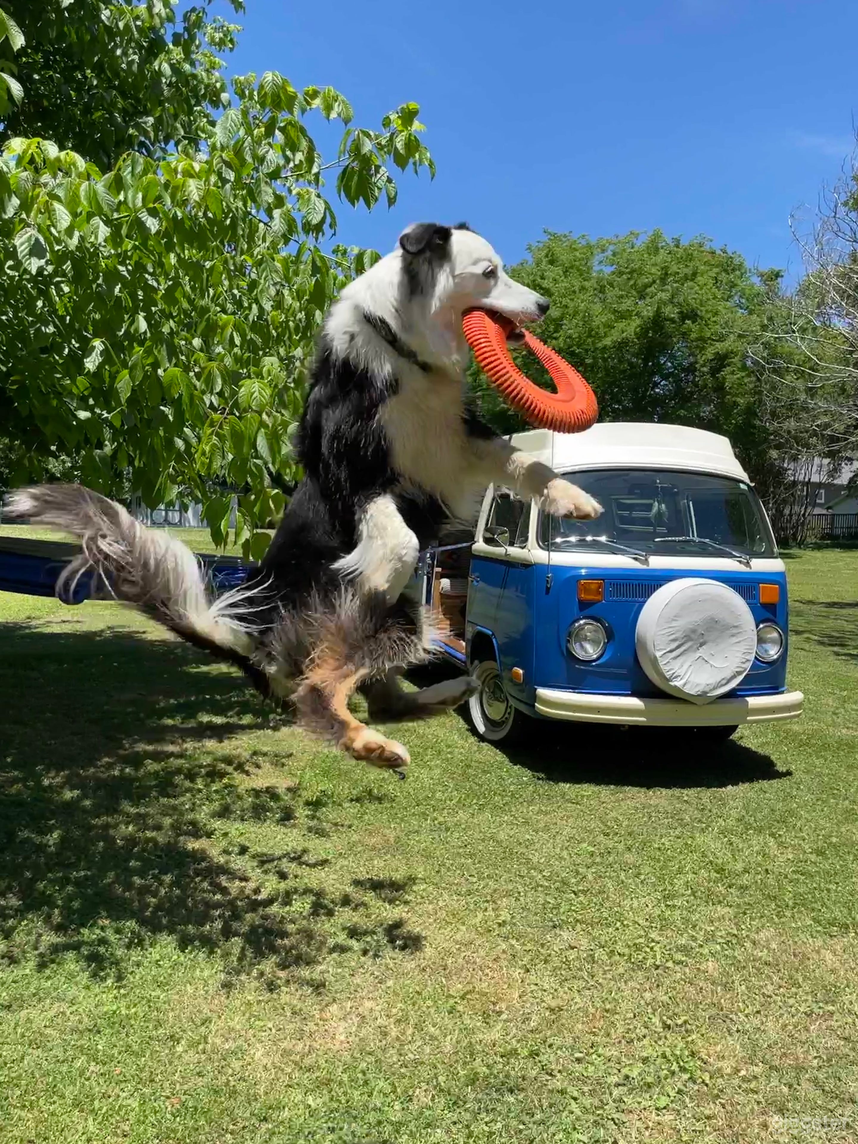 1974 Volkswagen Bus "The Blue Marie" Camper Photo 2