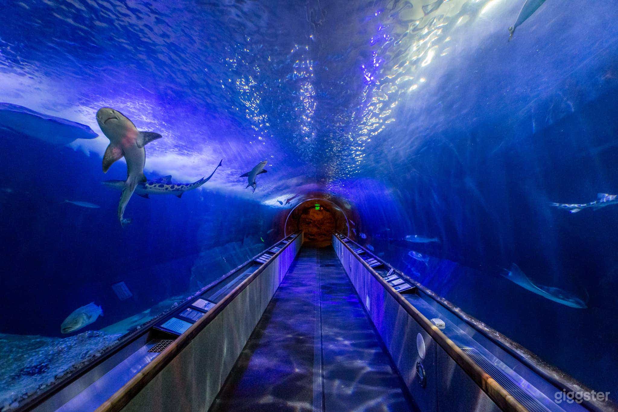 Aquarium of the Bay Photo 2