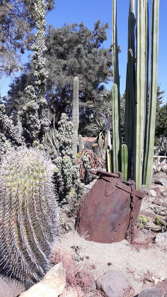 Deutsch Cactus Garden in Fresno Photo 3