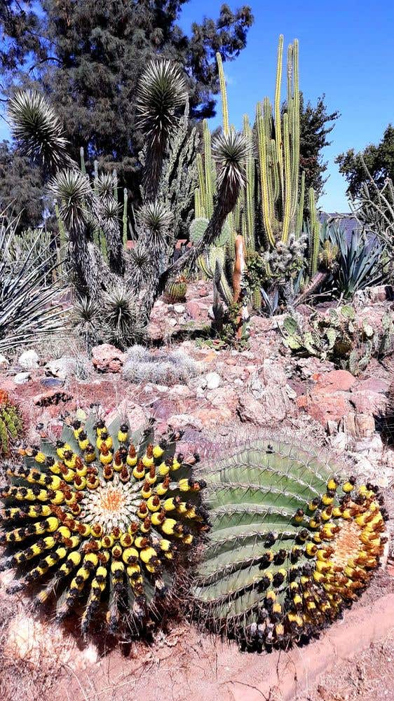 Deutsch Cactus Garden in Fresno Photo 4