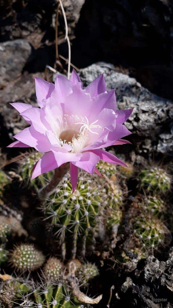 Deutsch Cactus Garden in Fresno Photo 2