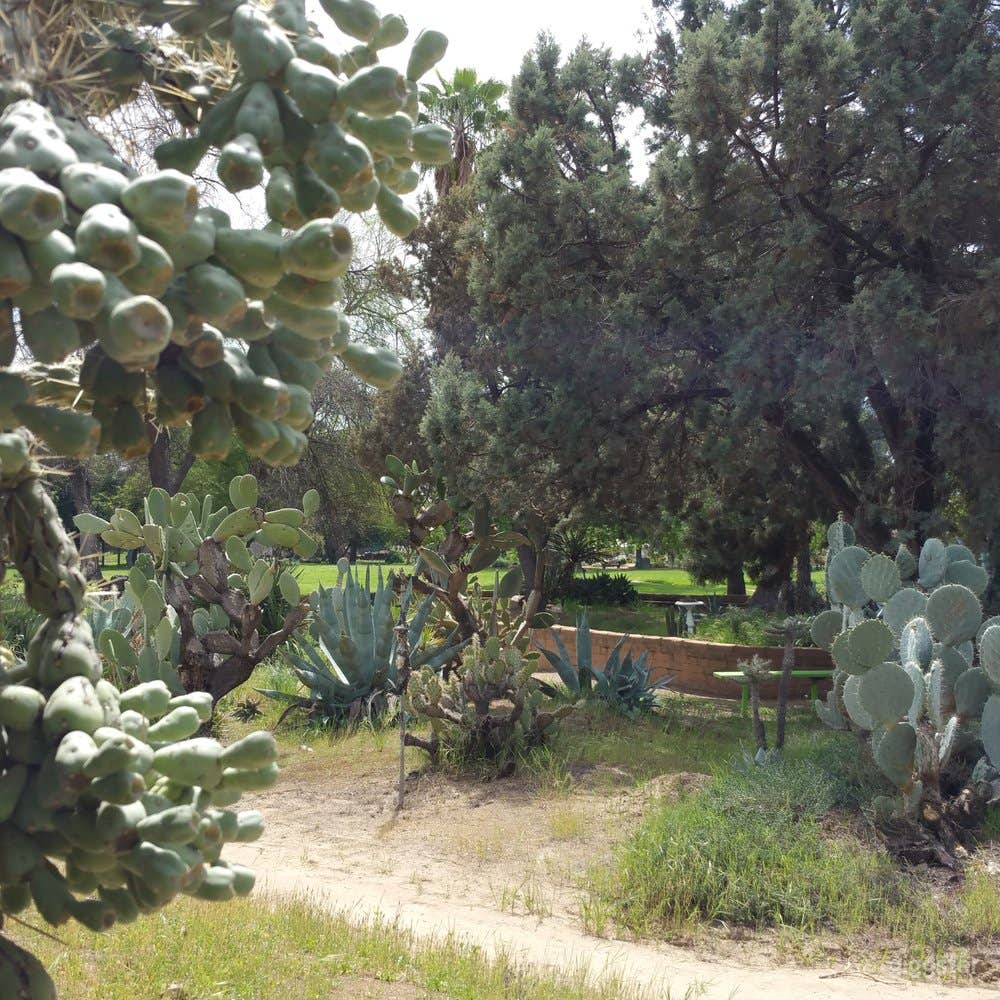 Deutsch Cactus Garden in Fresno Photo 1