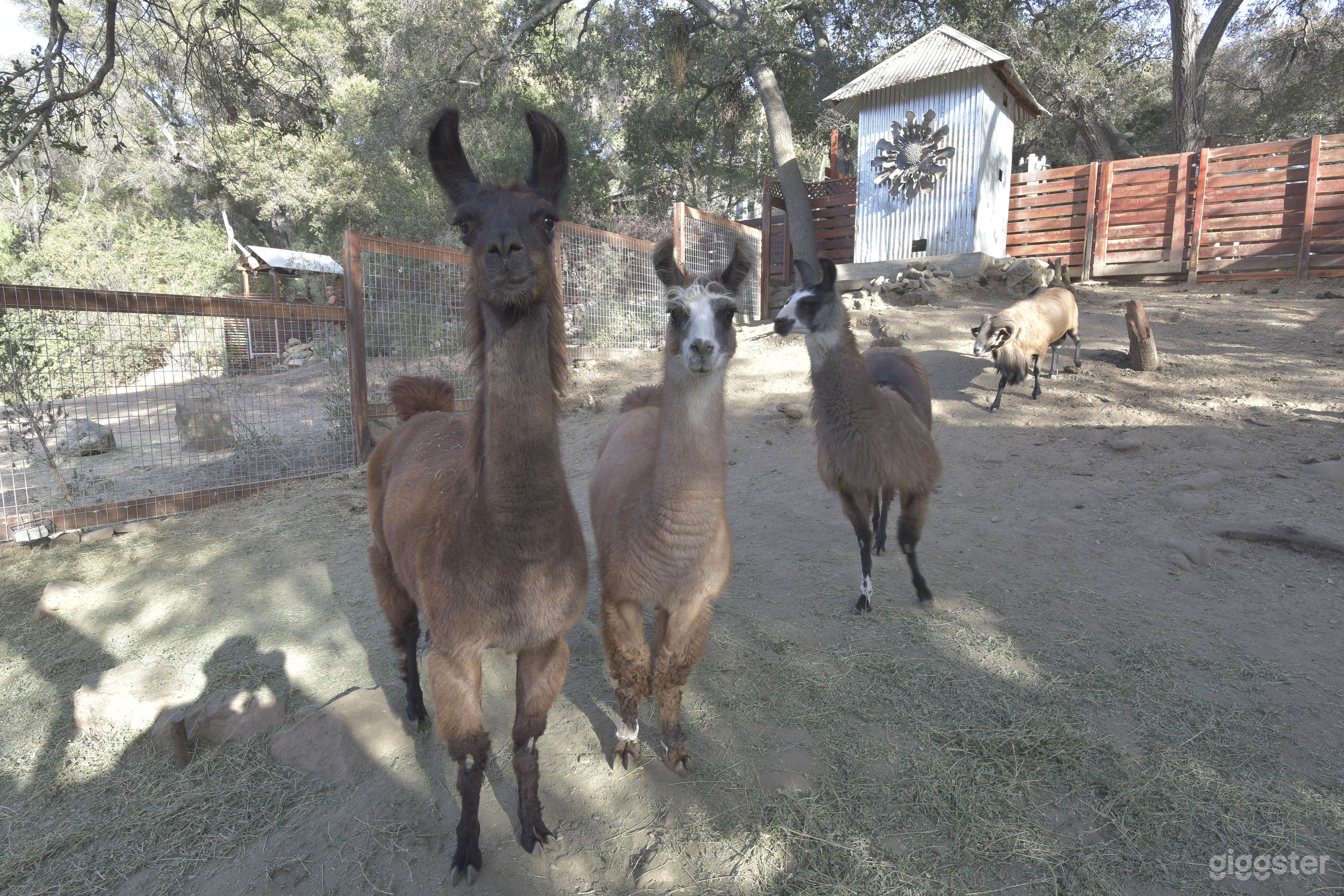 Ranch animals
