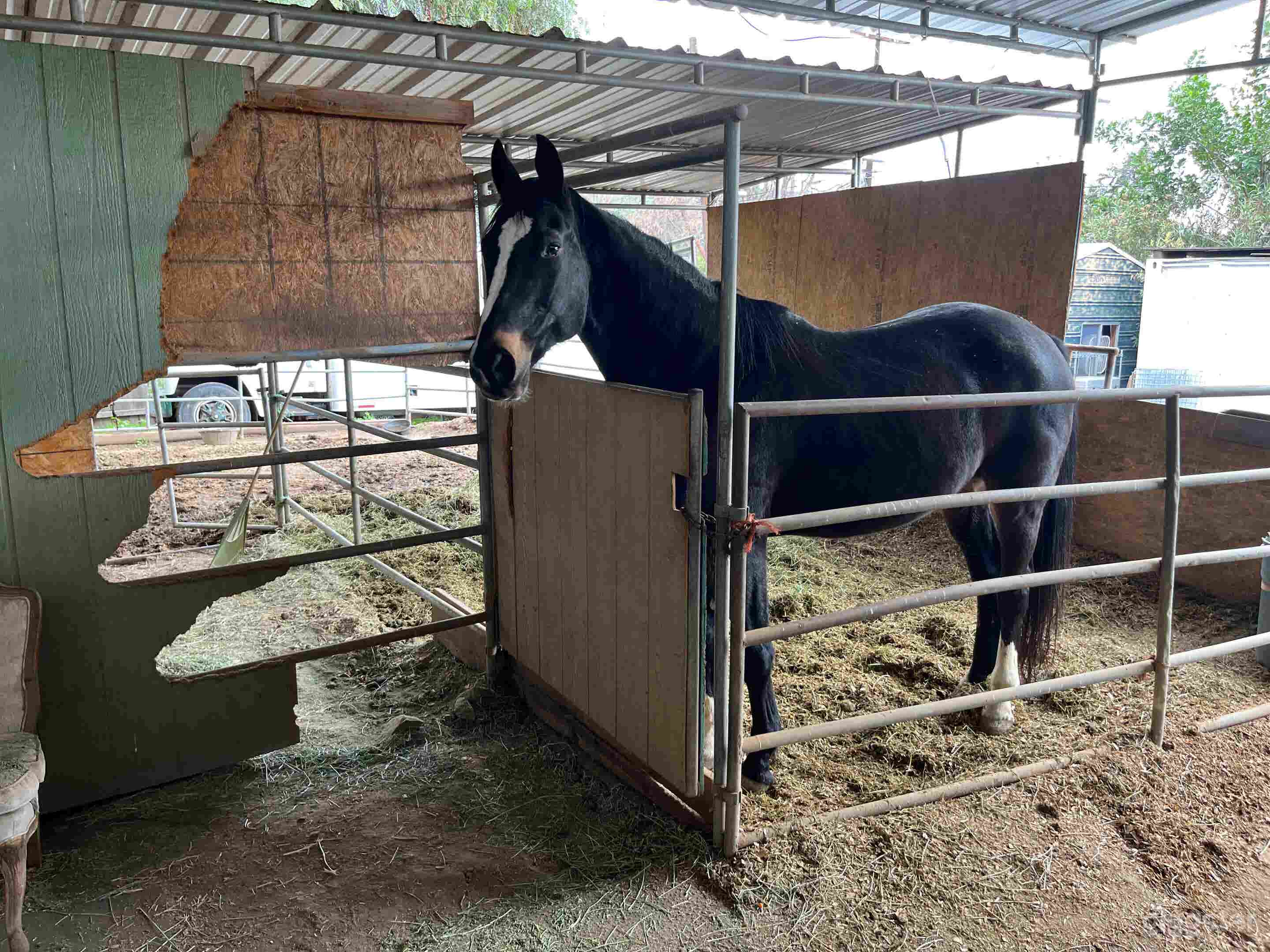Horse Ranch w/ Dinosaur, Chicken Coop + Many Looks Photo 2