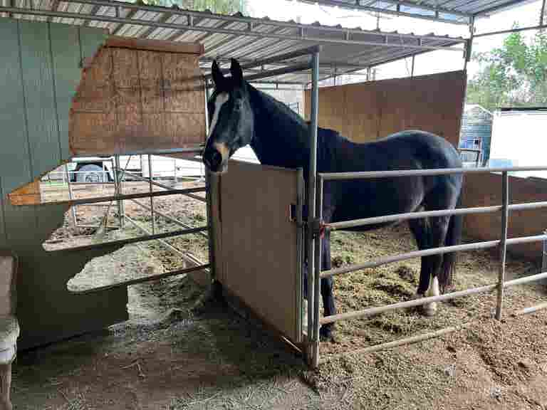  Horse Ranch w/ Dinosaur, Chicken Coop + Many Looks 