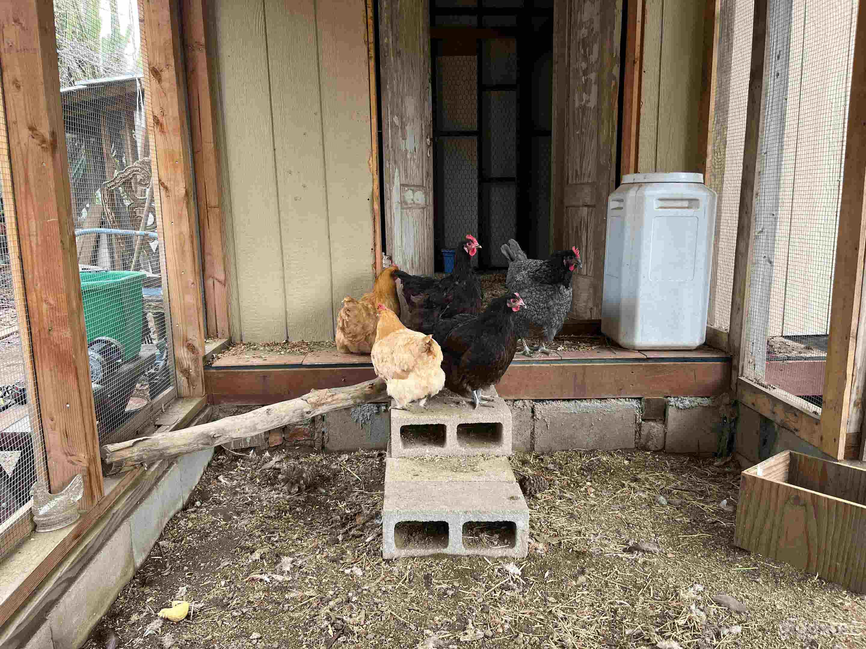 Horse Ranch w/ Dinosaur, Chicken Coop + Many Looks Photo 3