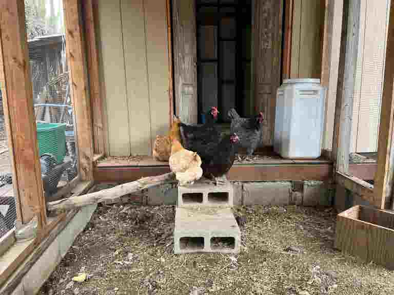  Horse Ranch w/ Dinosaur, Chicken Coop + Many Looks 