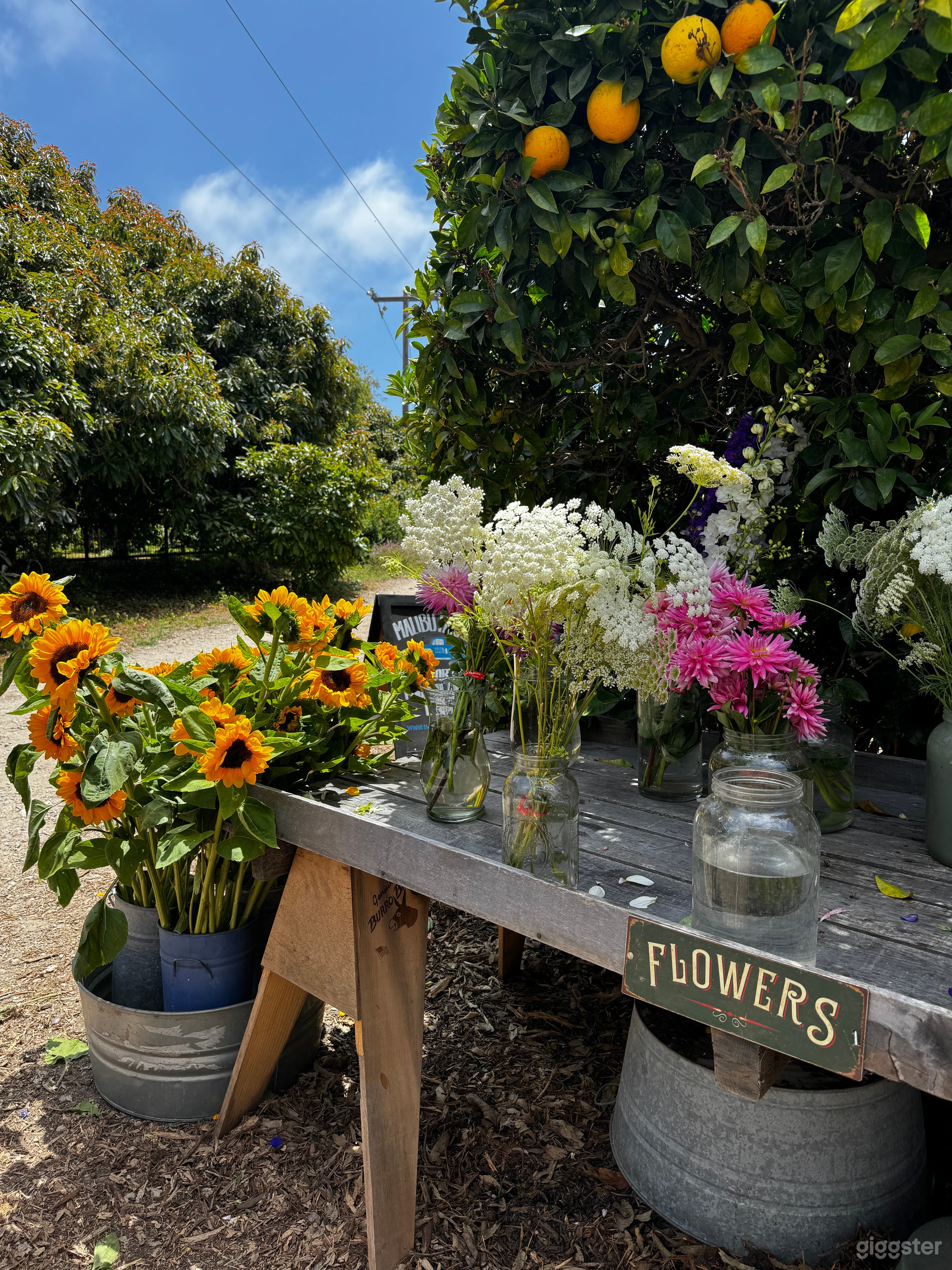 Boutique Organic Farm In The Heart Of Malibu Photo 1