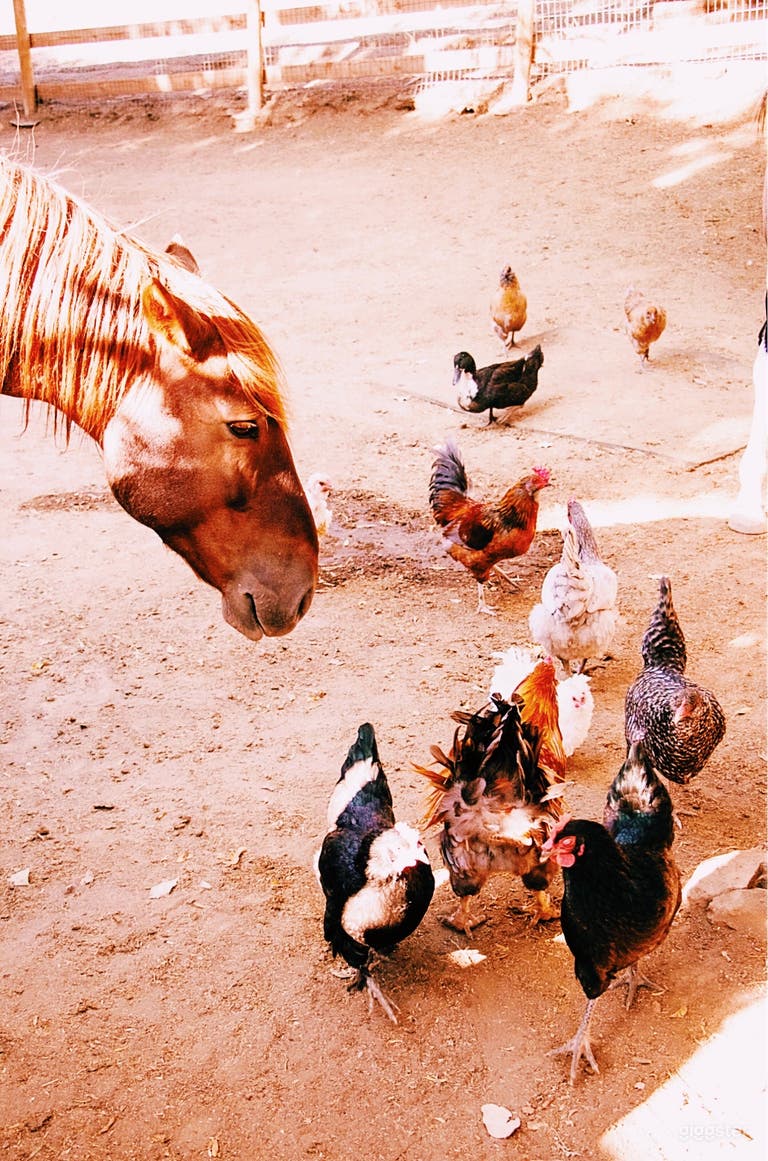  Mid Century Ranch in Malibu Canyon 